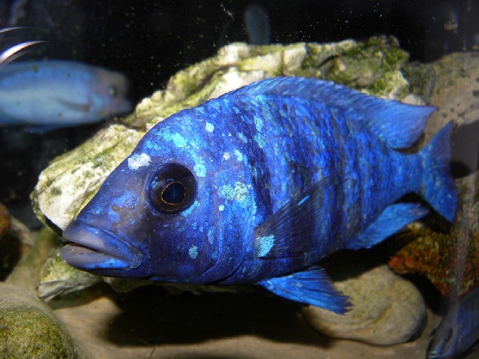 201211885820_Placidochromis maschio 3.jpg